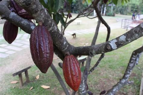 chocolate sambad|Cacao Culture .